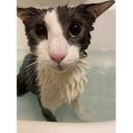 The Soggy Cat