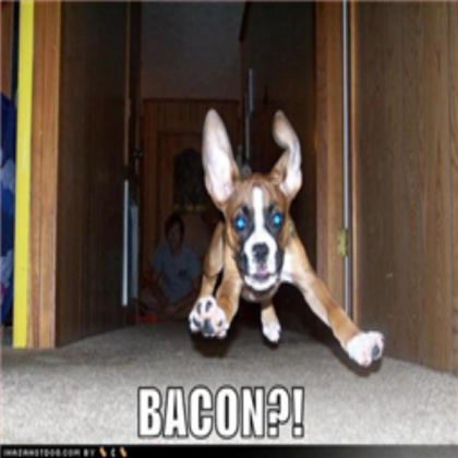 Funny dog pic Roblox decal