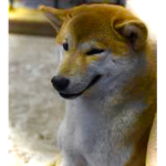 SLY DOG RAID GROUP