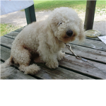 Puppy Dog Lovers :)