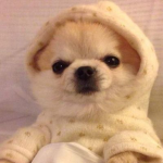 Doggo Community :D