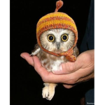 Owl_my_all