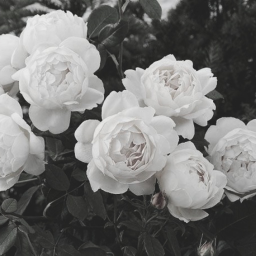 *:･ﾟ✧*:･ﾟ✧