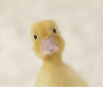 Duck Games.