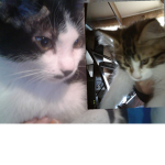 Ace Army meow