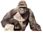 Harambe is still alive