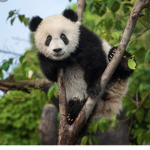 Panda_cool