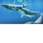 Exotic_Animal