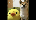 DOGE MY DUDES