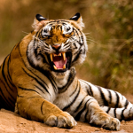 THE FEARLESS TIGERS