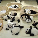 Pan Pan Army