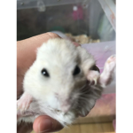 냥즈