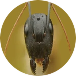 Ant 4