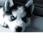 Husky Squad!