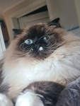 Cutekitty map group