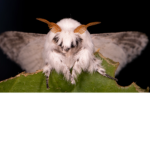 Moth Clothings