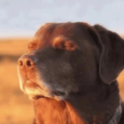 Cooked Dog Obby