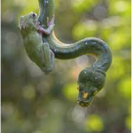Frog and Snake Group