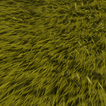 Hide & Seek in grass