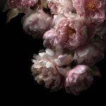 peonieshearts