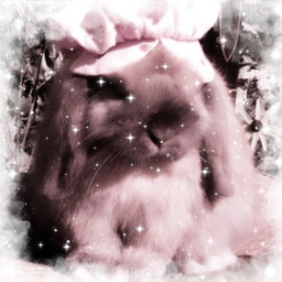 ✧.*