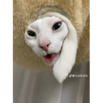๏Furry Group๏