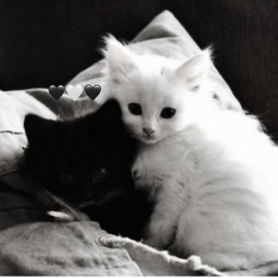 ⋆˚🐾˖°