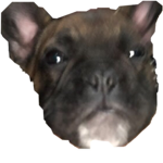 Animals/bears/penguins/dogs/cats and other stuff