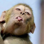 MonkeyVille