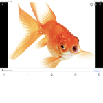 The little fishies.