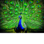 ####### Fan Sqaud