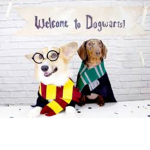 Doggies and Harry Potter for life