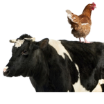 moo chickens