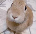 Chimken_rabbit