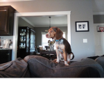 PuppyS.are cute 25