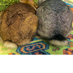 my donation group for friends :)