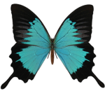 Gens Thoria