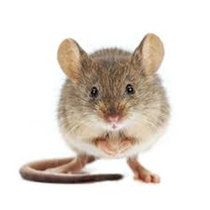 Mice United. Roblox group icon