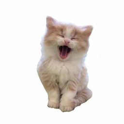 ｡˚⊹ฅ