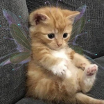 the UwU cat hate group
