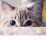 ciddy kat