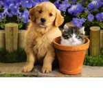 😺 Puppies and Kittens Friends Forever 🐶