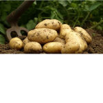 potatoes ar the best