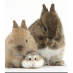 The bunny baker’s