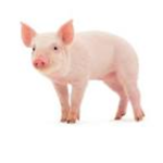 piggy games studios