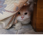 Kediiiiiii