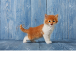 Bendy and the ink boris