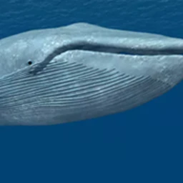Whale Finders icon