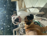 illovemydogss