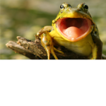 THE FROOOOOOOOOGGGGGGGGOPOOOOOOOOO ARMYYY